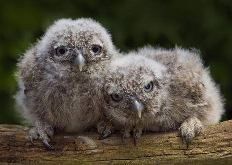 Twee jonge steenuiltjes