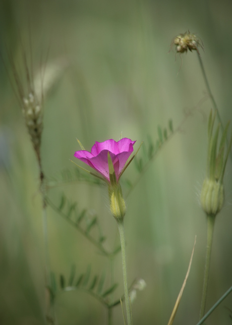 Opvallend roze