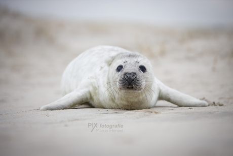 Pup grijze zeehond