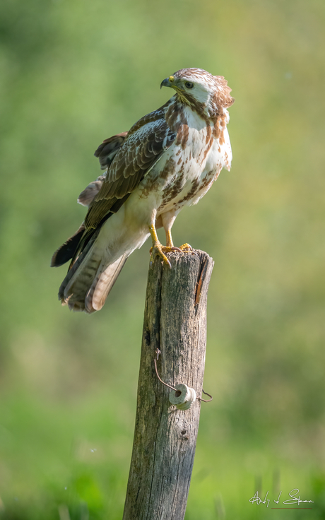 buizerd