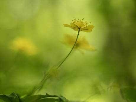 dreamy yellow