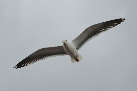 Seagull Flight