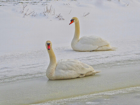 Zwanenkoppel in de sneeuw