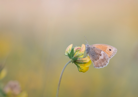 Vernieuwde local patch