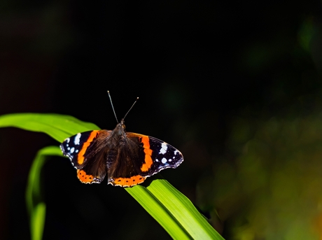 Atalanta in de zon.