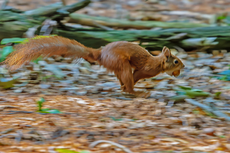 Eekhoorn on the run