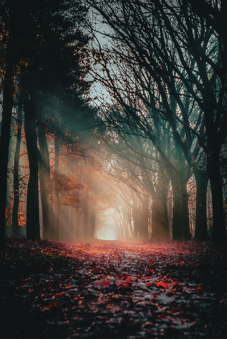 Choose your own path of life...be aware, it can be foggy - Mist en zon is zo fijn om in rond te lopen. - foto door RikvandenHurkphotography op 15-01-2023 - locatie: Heythuysen, Nederland - deze foto bevat: bos, bospad, zonnestralen, zonneharpen, zonsopkomst, natuur, landschap, herfst, dromerig, nikon, zoom.nl, atmosfeer, mensen in de natuur, blad, natuurlijk landschap, tak, boom, hout, kofferbak, lucht, plant