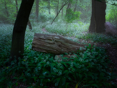 Daslook in het park