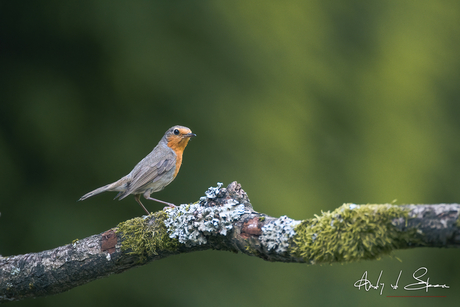 roodborst