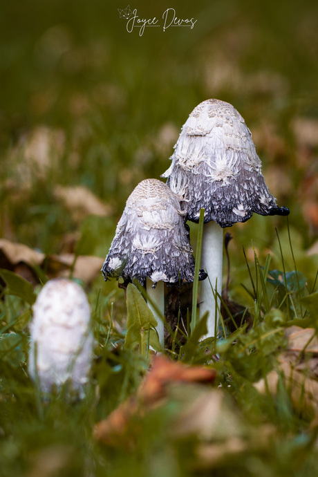 De schrijvers van het gras