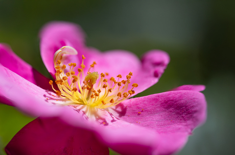 Crown of Spring