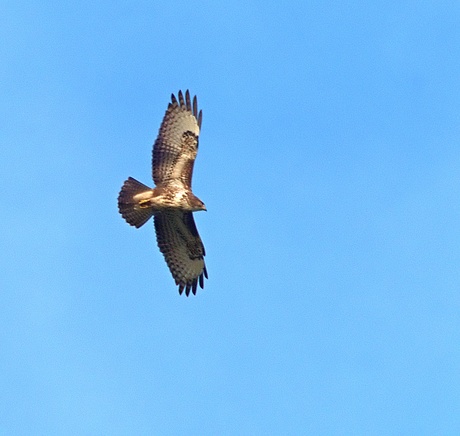 buizerd
