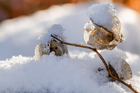 Overgebleven zaaddoosjes in de sneeuw.
