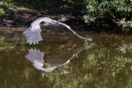 Laag over het water .