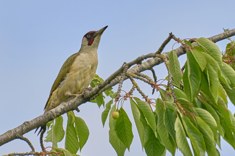 Specht op de uitkijk