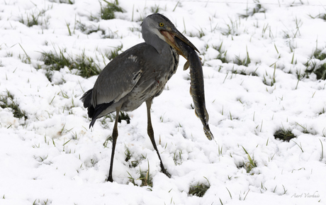 reiger in de sneeuw met snoek 