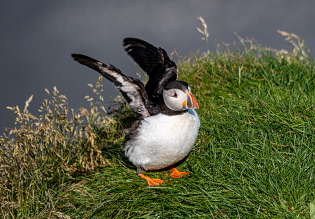 Puffin