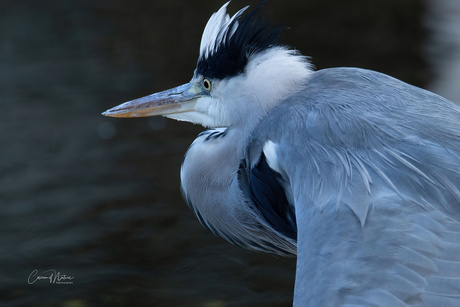 Reiger 