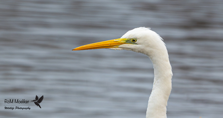 De grote zilverreiger.