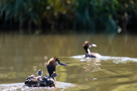 Jonge fuutjes in de Biesbosch