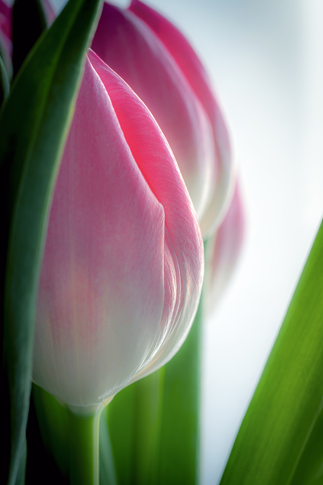 Tulpen in tegenlicht