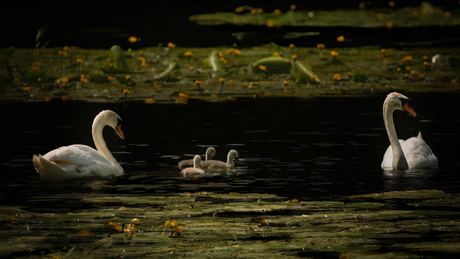 Zwanenfamilie tussen de waterlelies