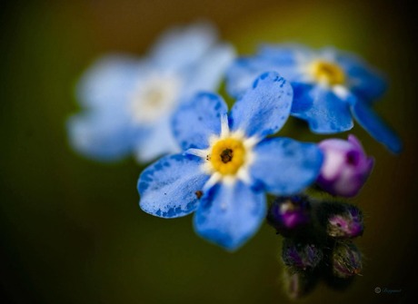 Blue it is