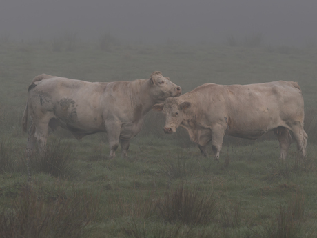 Samen in de mist