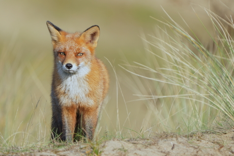 Vosje in de duinen