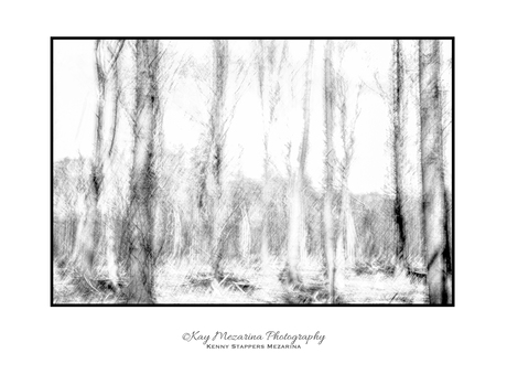 trembling trees 