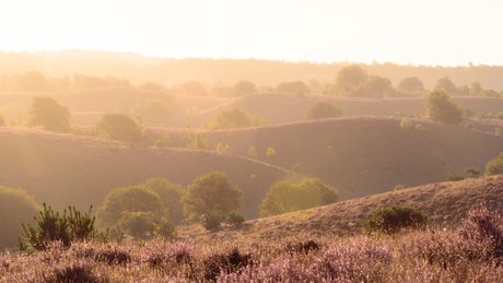 Zonsopgang boven de heide