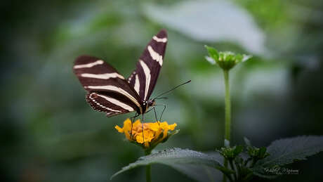 Zebrapassiebloemvlinder