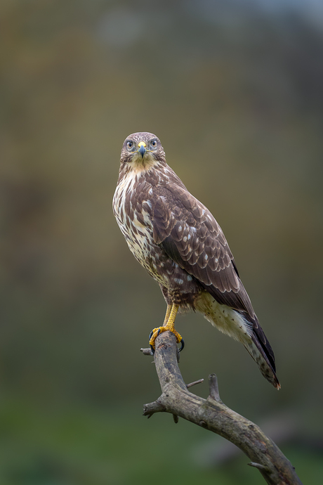 Een Buizerd in Zweden