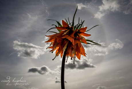 Fritillaria 