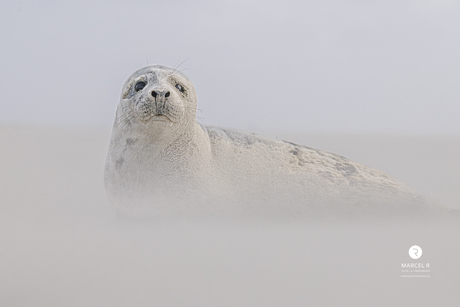 Oog in oog met de stilte
