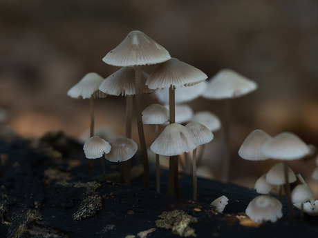 Bundelmycena 1