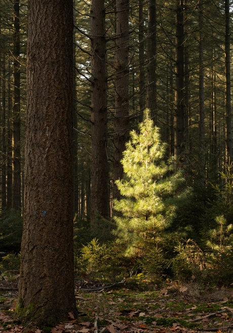 In een donker bos valt deze boom op