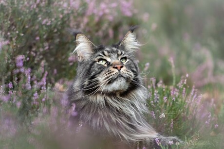 Grimmdal tussen de heide