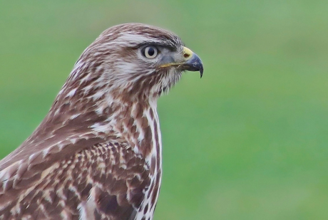 "Portret" van een buizerd