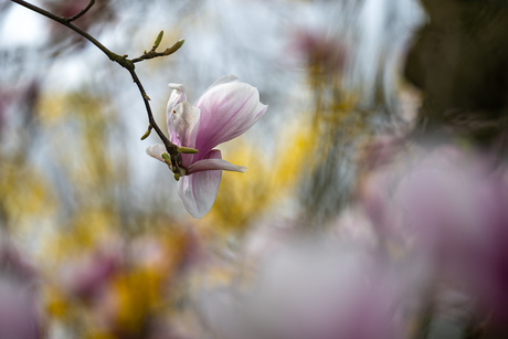 Magnolia