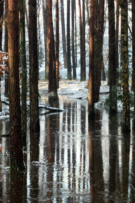 het verdronken bos