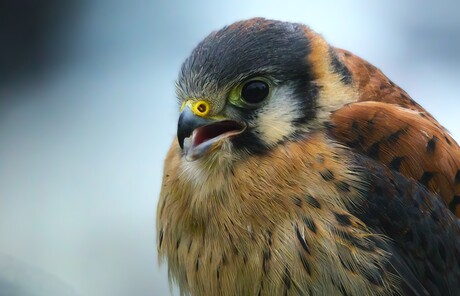 Amerikaanse Torenvalk