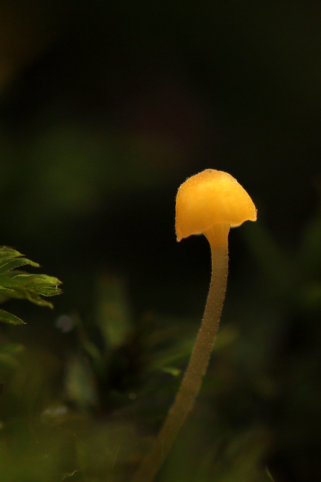 Oranjegeel trechtertje