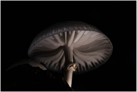 lichtspel op een porseleinzwam