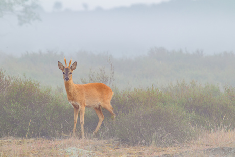 Ree in de mist