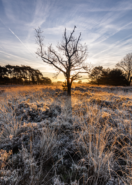 Winter morning glow