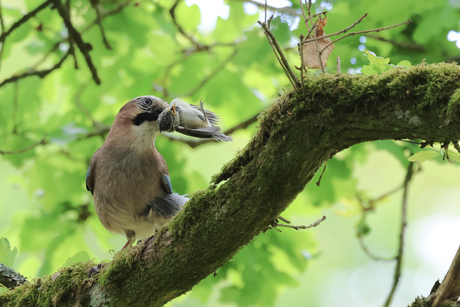 Gaai met prooi! Natuur kan wreed zijn!.