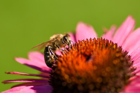 Bij op roze enchinacea