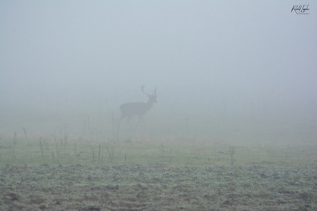 Eenzaam in de mist