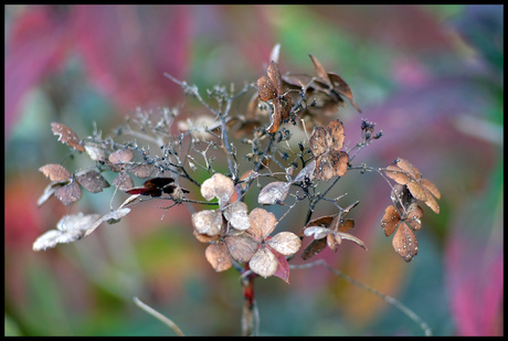 Herfstkleuren